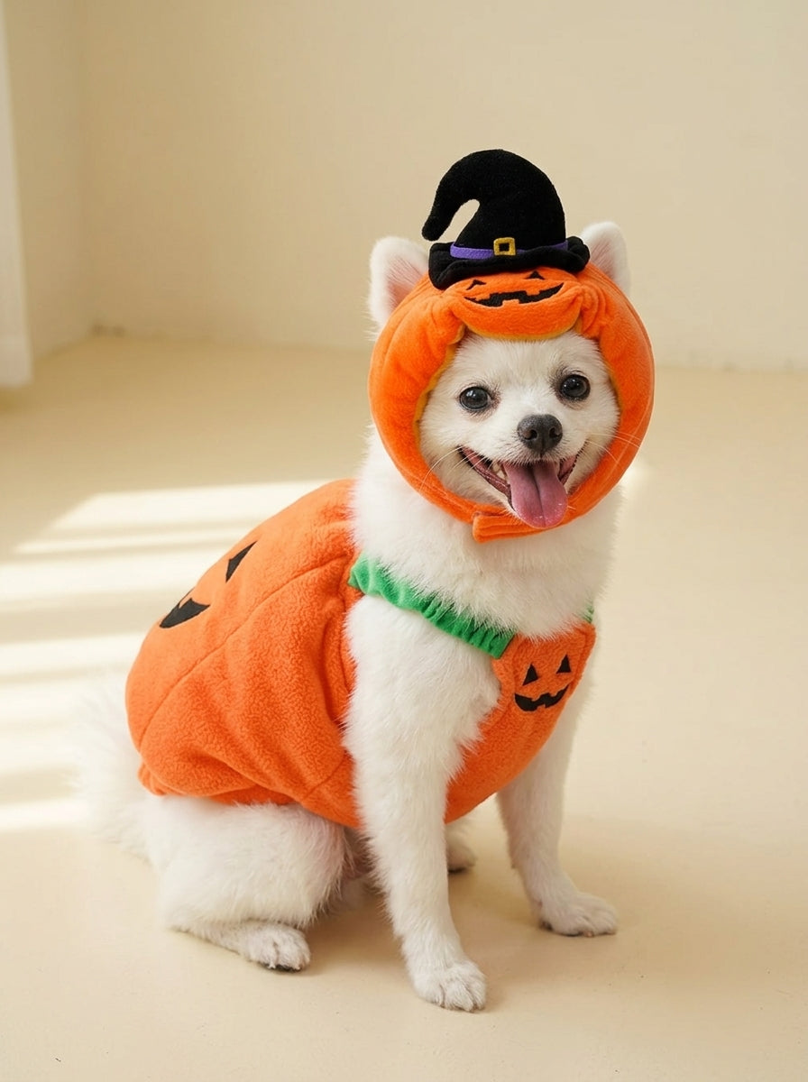 White Spitz dog wearing the pumpkin witch costume with hood, front view
